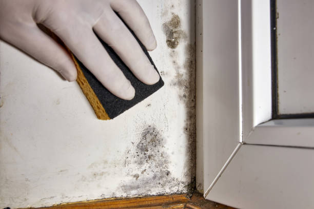 Marianna, AR Mold Removal Company